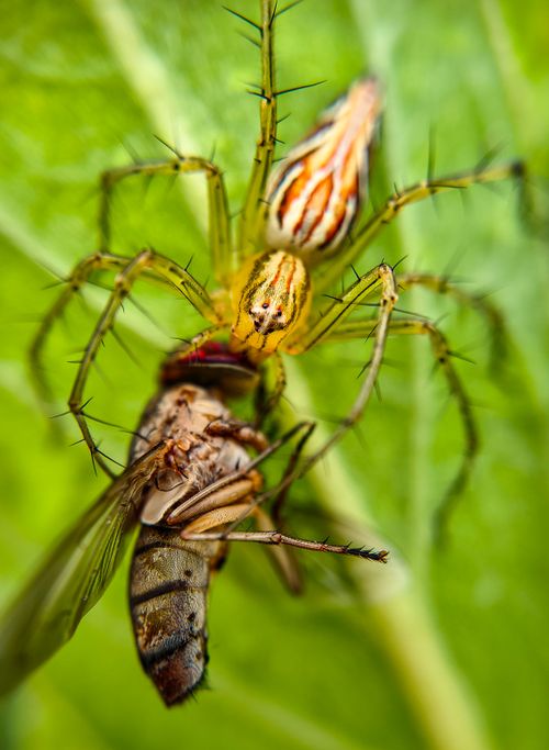 Free Detailed macro shot of a spider capturing an insect on a green leaf. Stock Photo