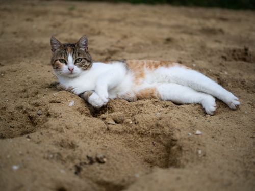 Free A calico cat lounging comfortably on a sandy beach showing a peaceful and relaxed vibe. Stock Photo