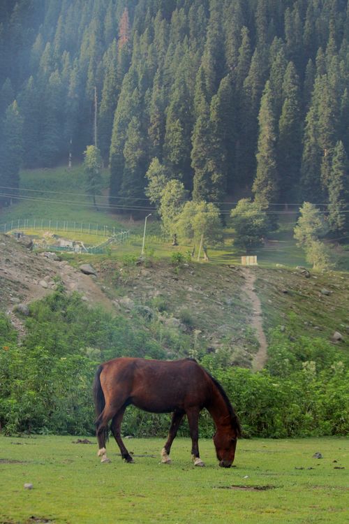 Free A serene image of a horse grazing in a lush, mountainous forest setting. Stock Photo
