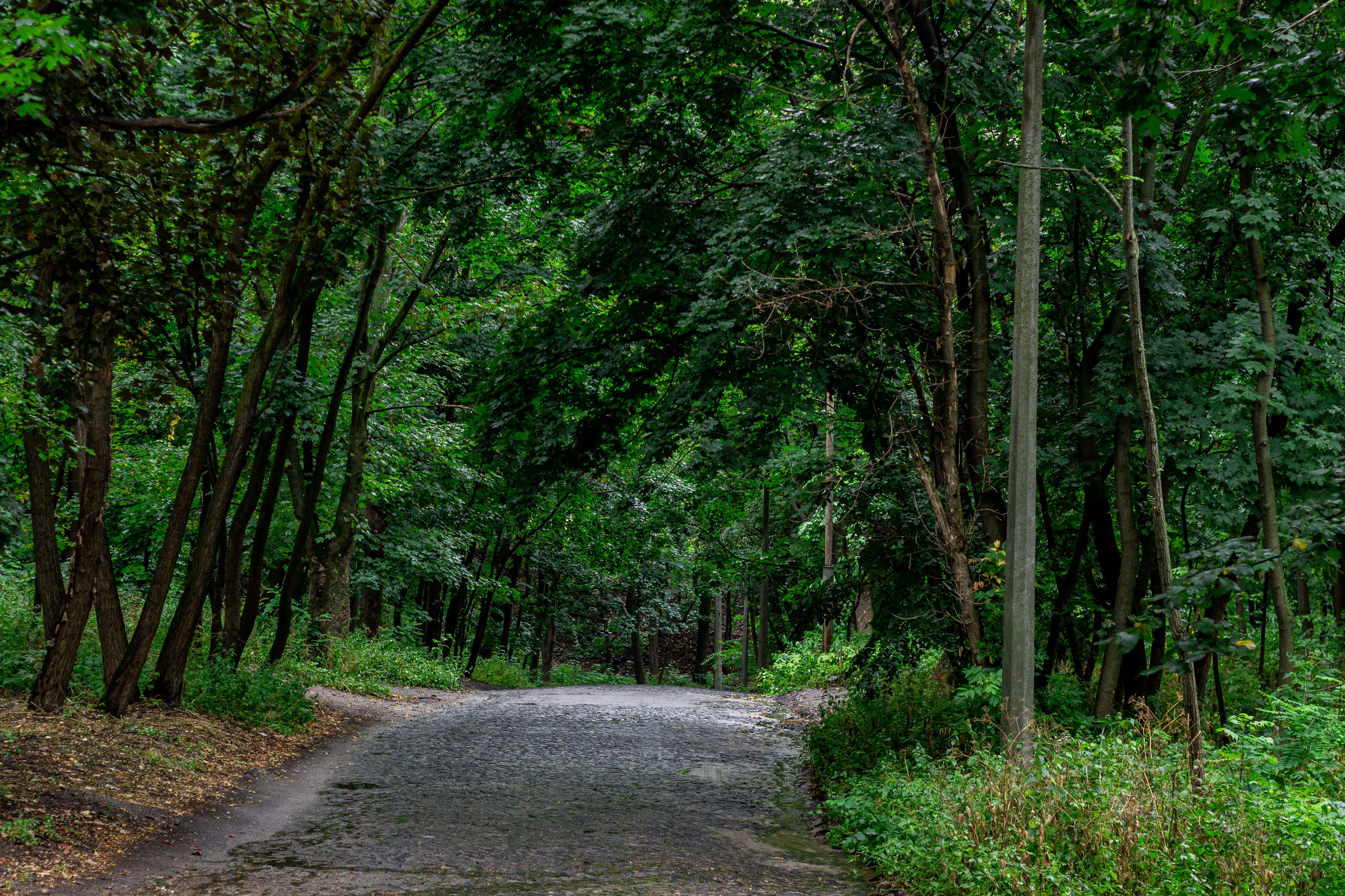 Peaceful wooded trail in Allegheny County representing the journey of recovery - christian outpatient rehab