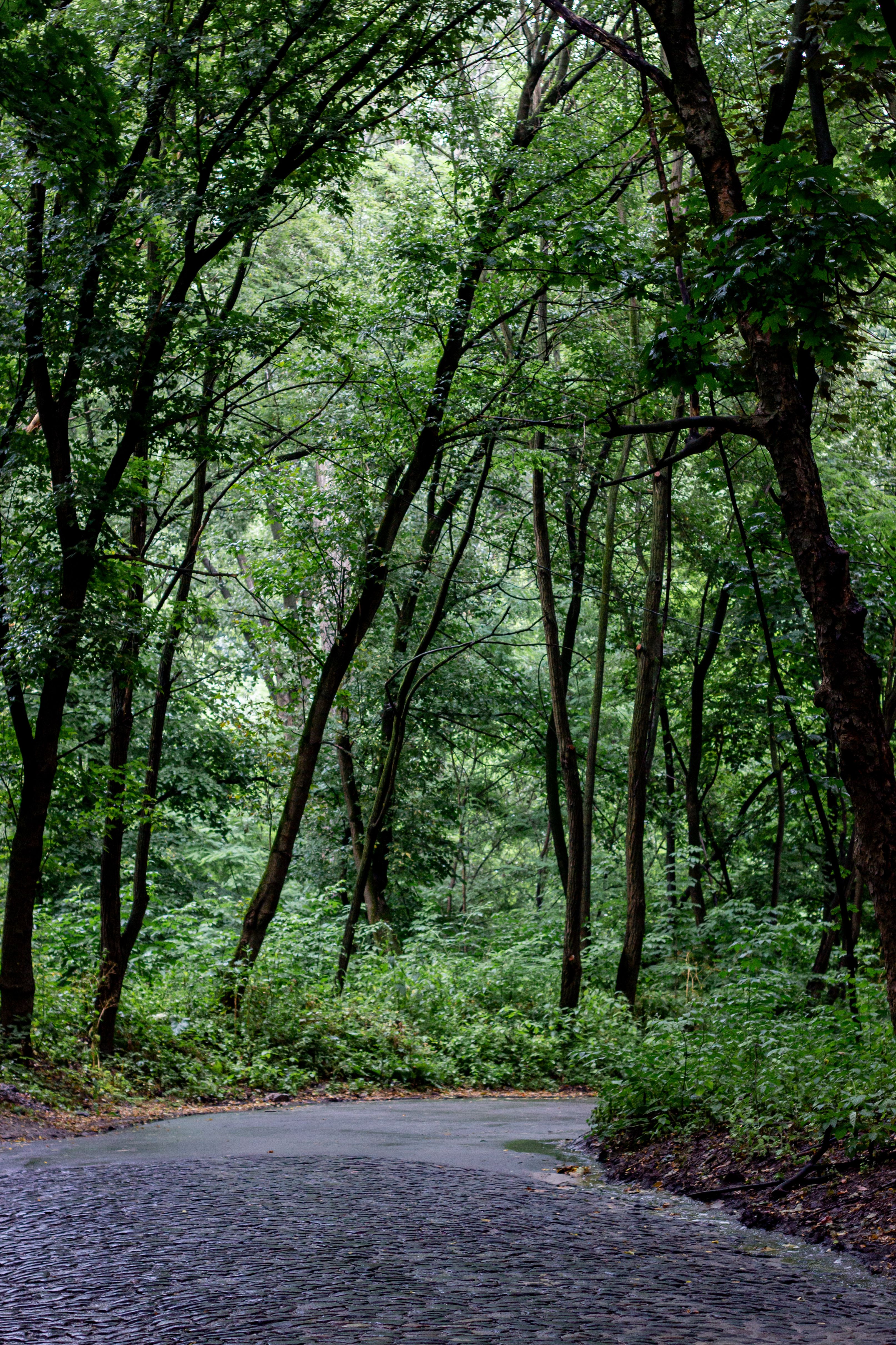 Serene Forest Pathway in Lush Greenery · Free Stock Photo