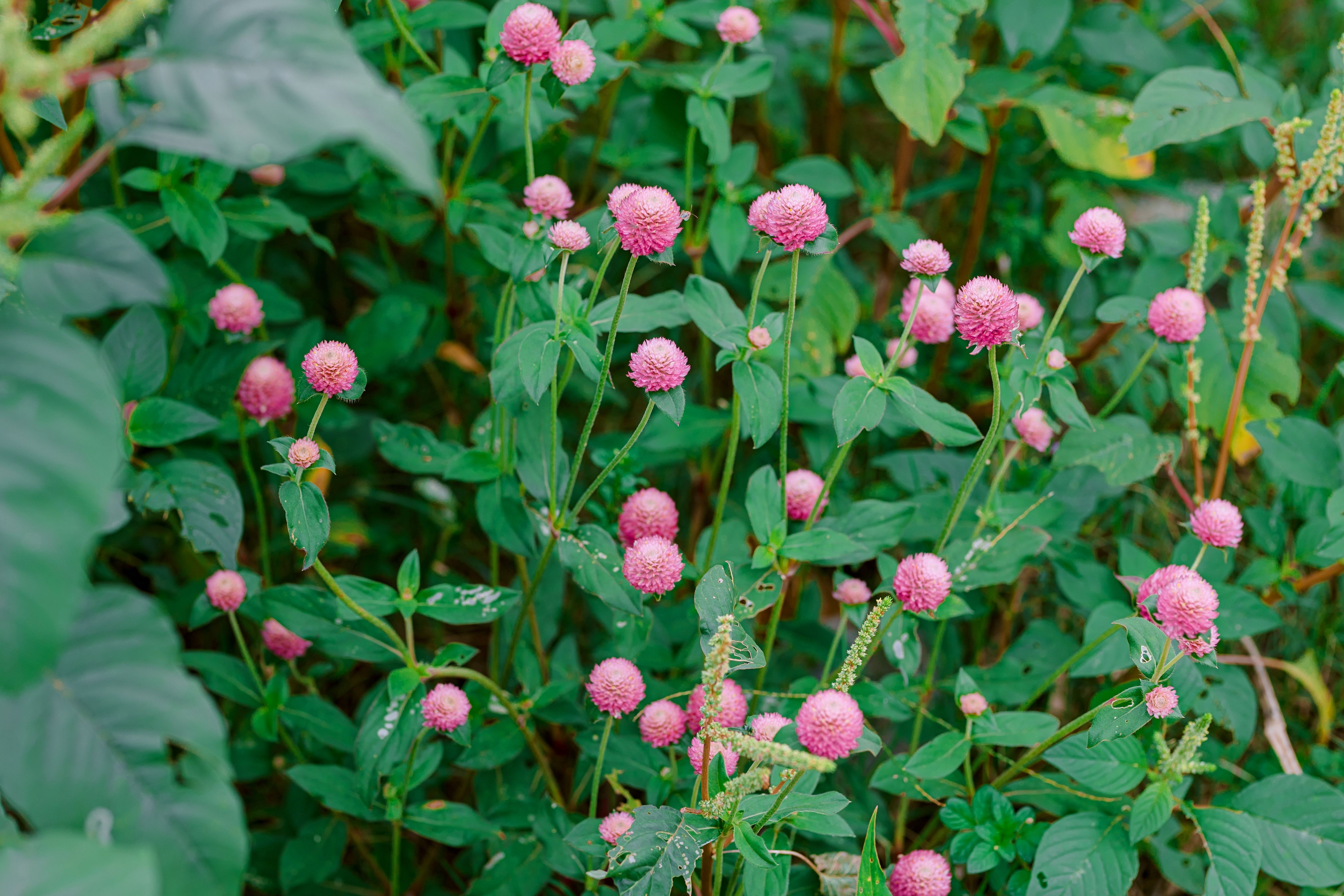 Self Watering Globe Stakes For Plants