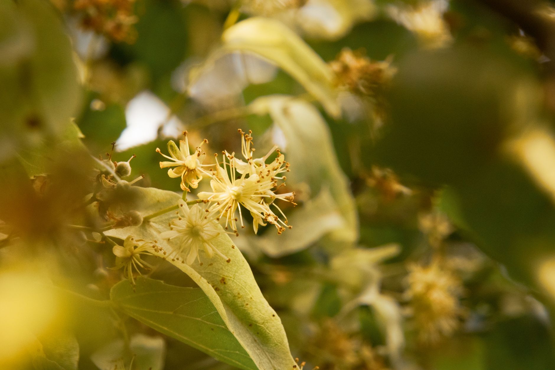 Detailed close-up of blooming linden flowers in Latvia, showcasing natural beauty.