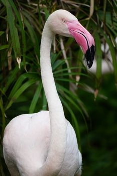 flamingo photo