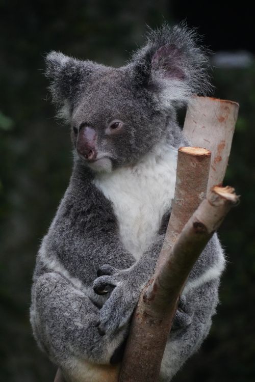 Free A serene koala sits comfortably on a eucalyptus tree, Australia wildlife scene. Stock Photo