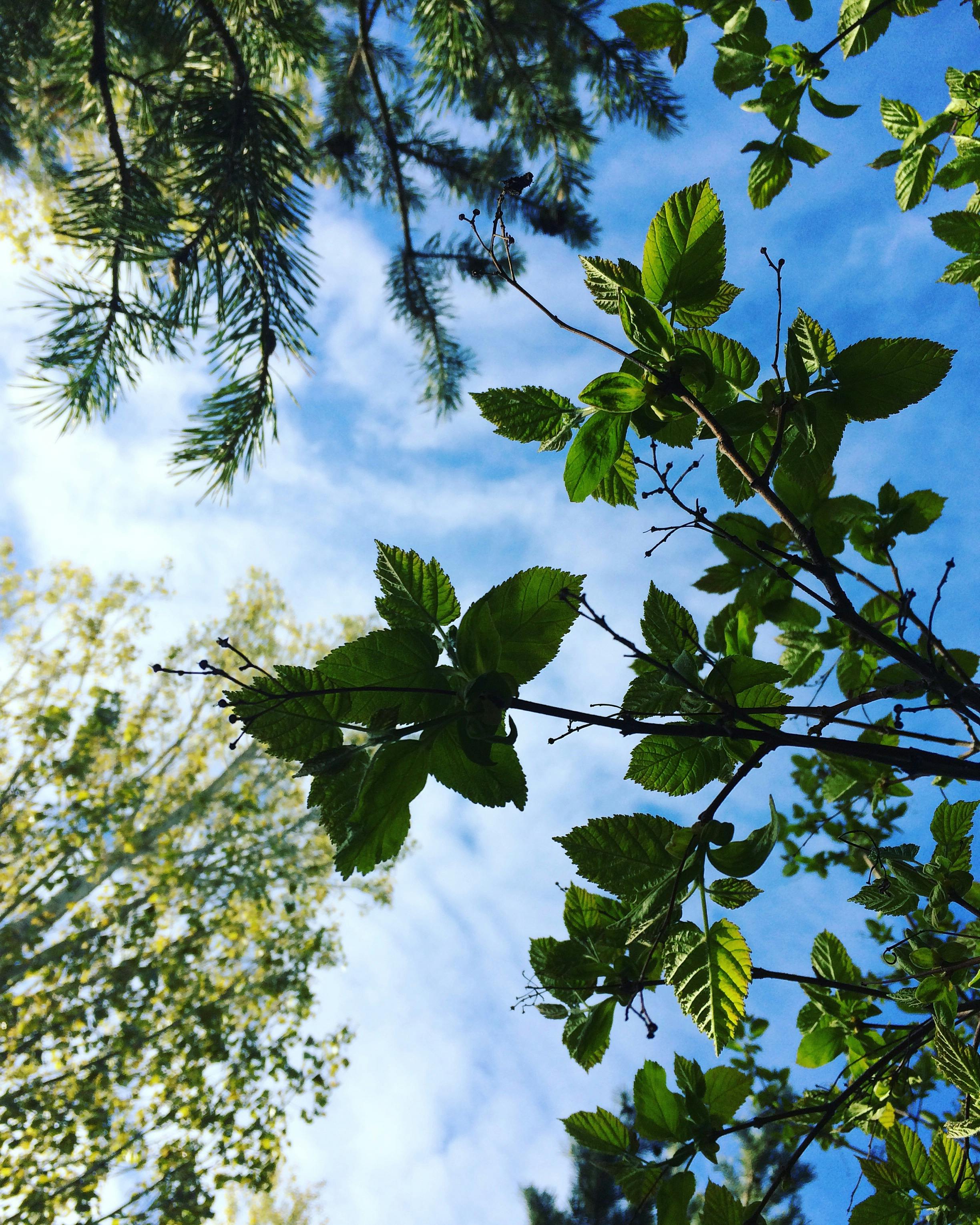Free stock photo of blue sky, green, summer