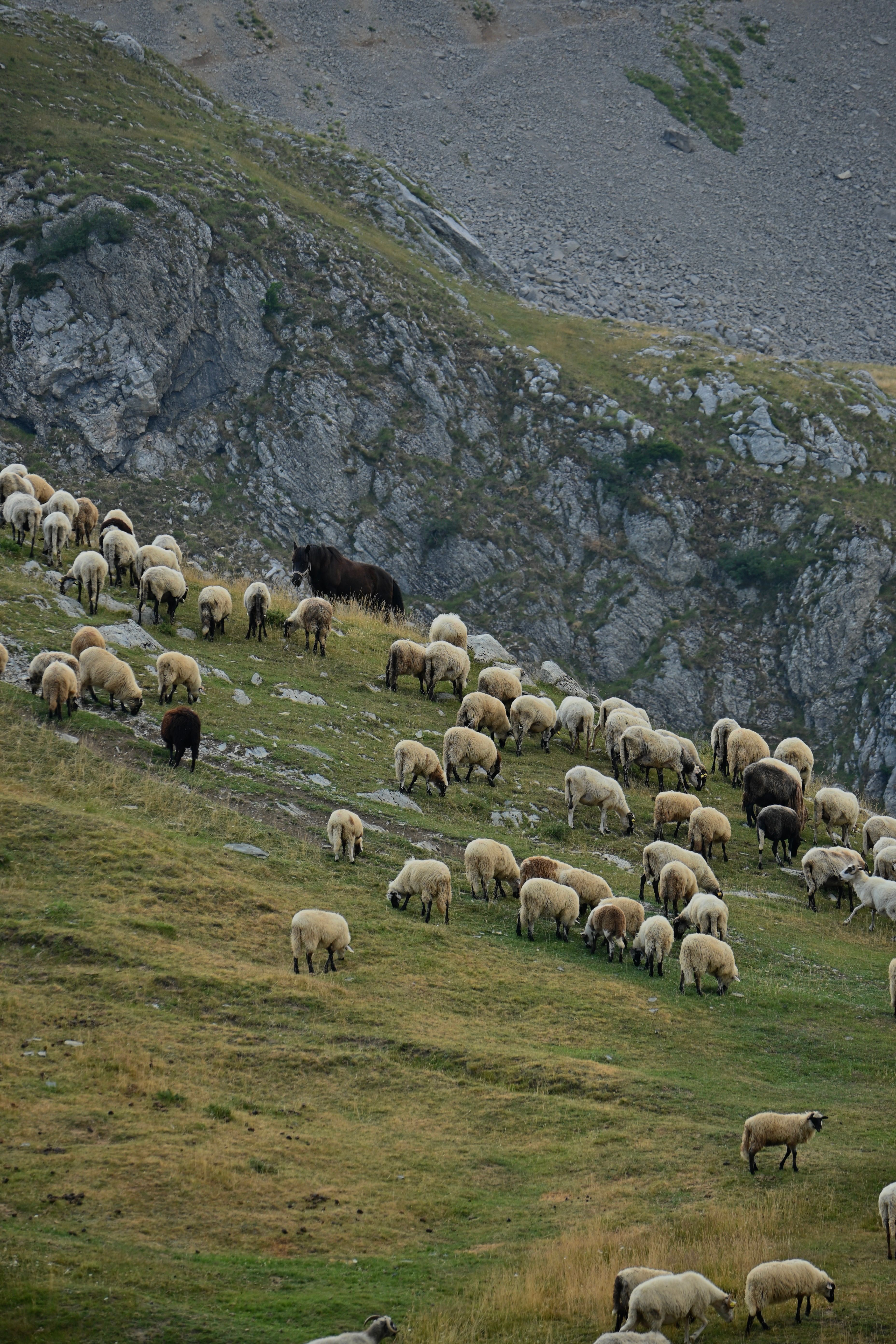 Flock of Sheep Grazing on Rocky Hill in Daylight · Free Stock Photo