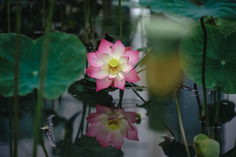 The Role of the Lotus Flower in Vietnamese Culture The Role of the Lotus Flower in Vietnamese Culture