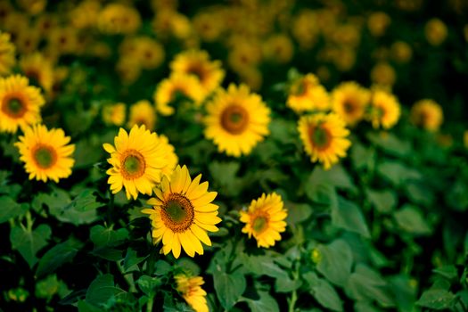 Bright yellow sunflowers blooming in a vivid green field, showcasing nature's beauty.