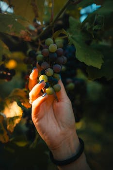 A woman's hand gently holds a bunch of ripe grapes under warm sunlight, showcasing the essence of grape harvesting.