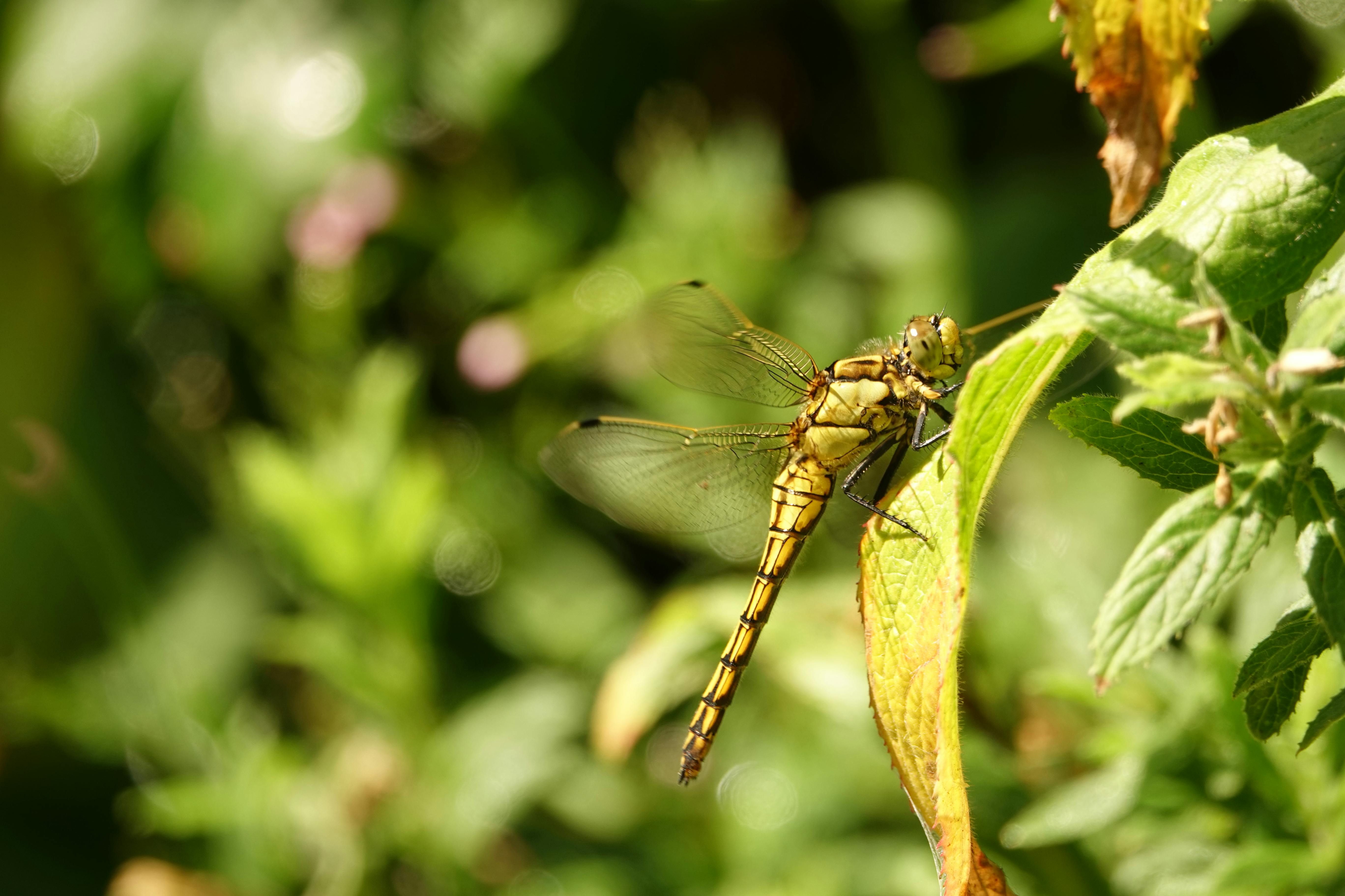 Contoh Kode: Tombol Hover Sederhana