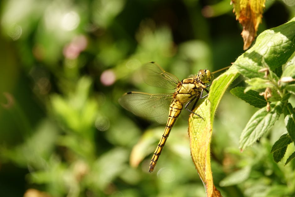 Contoh Kode: Tombol Hover Sederhana Contoh Kode: Tombol Hover Sederhana