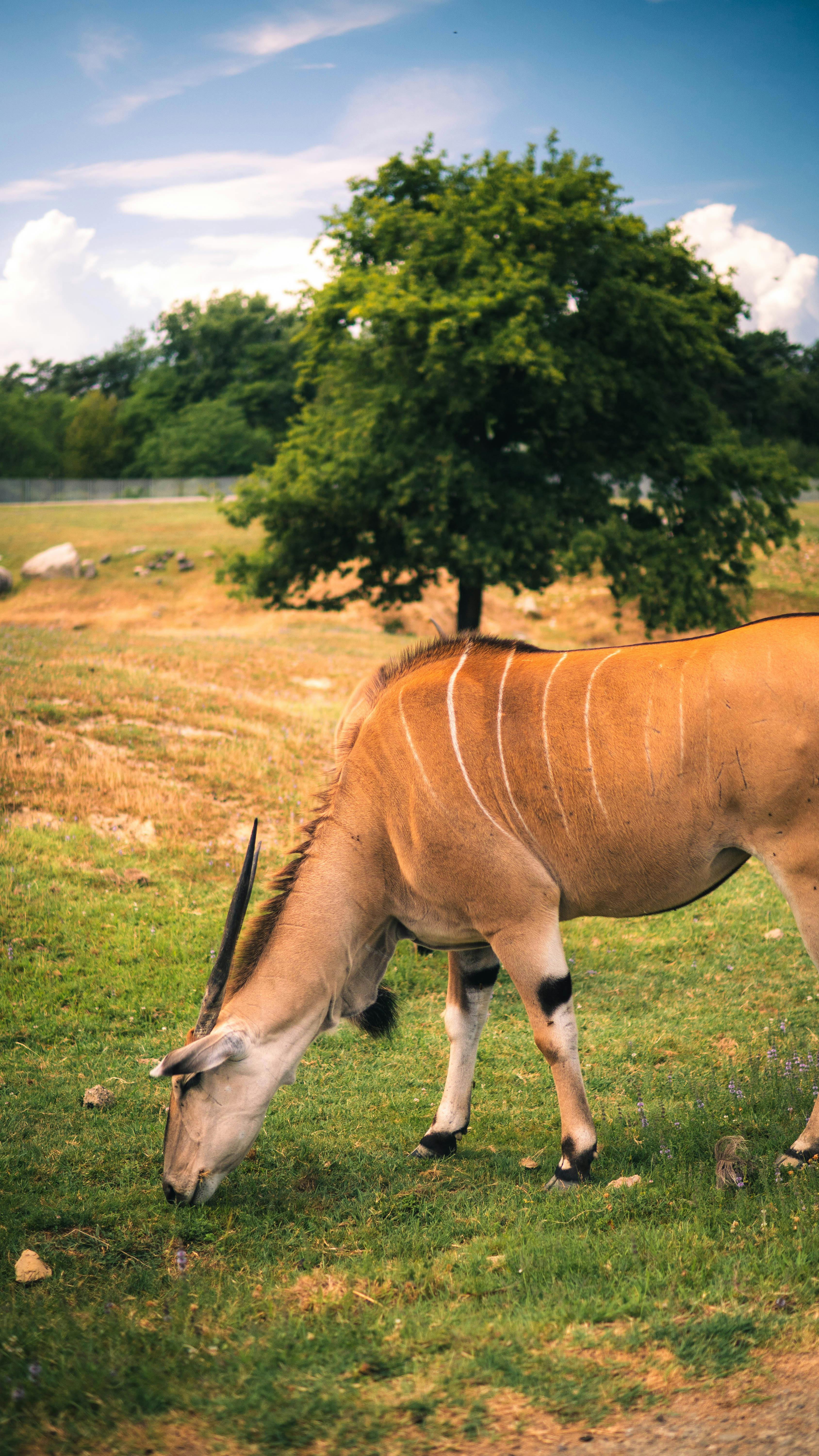 grátis Uma cena serena de um antílope elande pastando em um campo natural com uma árvore exuberante ao fundo. Foto profissional