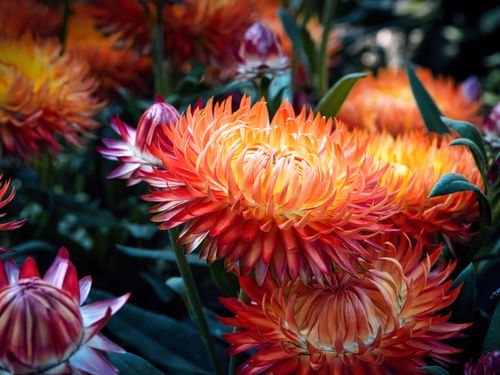Free Close-up of vibrant orange chrysanthemum flowers showcasing their radiant petals and natural beauty. Stock Photo
