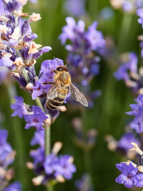 Free A honeybee collecting nectar from vibrant lavender flowers in a sunny garden setting. Stock Photo