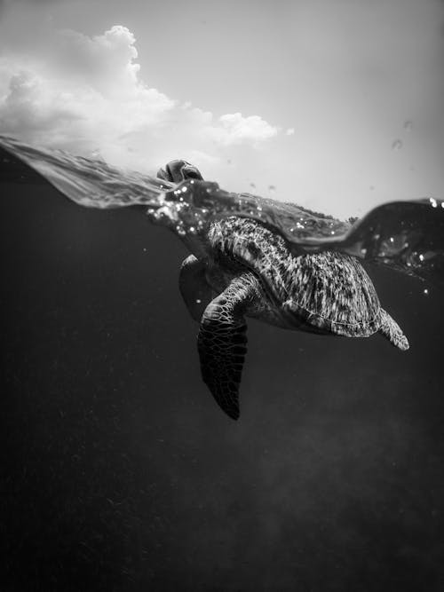 Zwart Wit Foto Van Schildpad