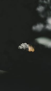 A dark and moody close-up of a white flower contrasted against a blurred background.