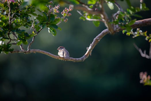 A sparrow resting on a tree branch surrounded by greenery, captured in natural light.