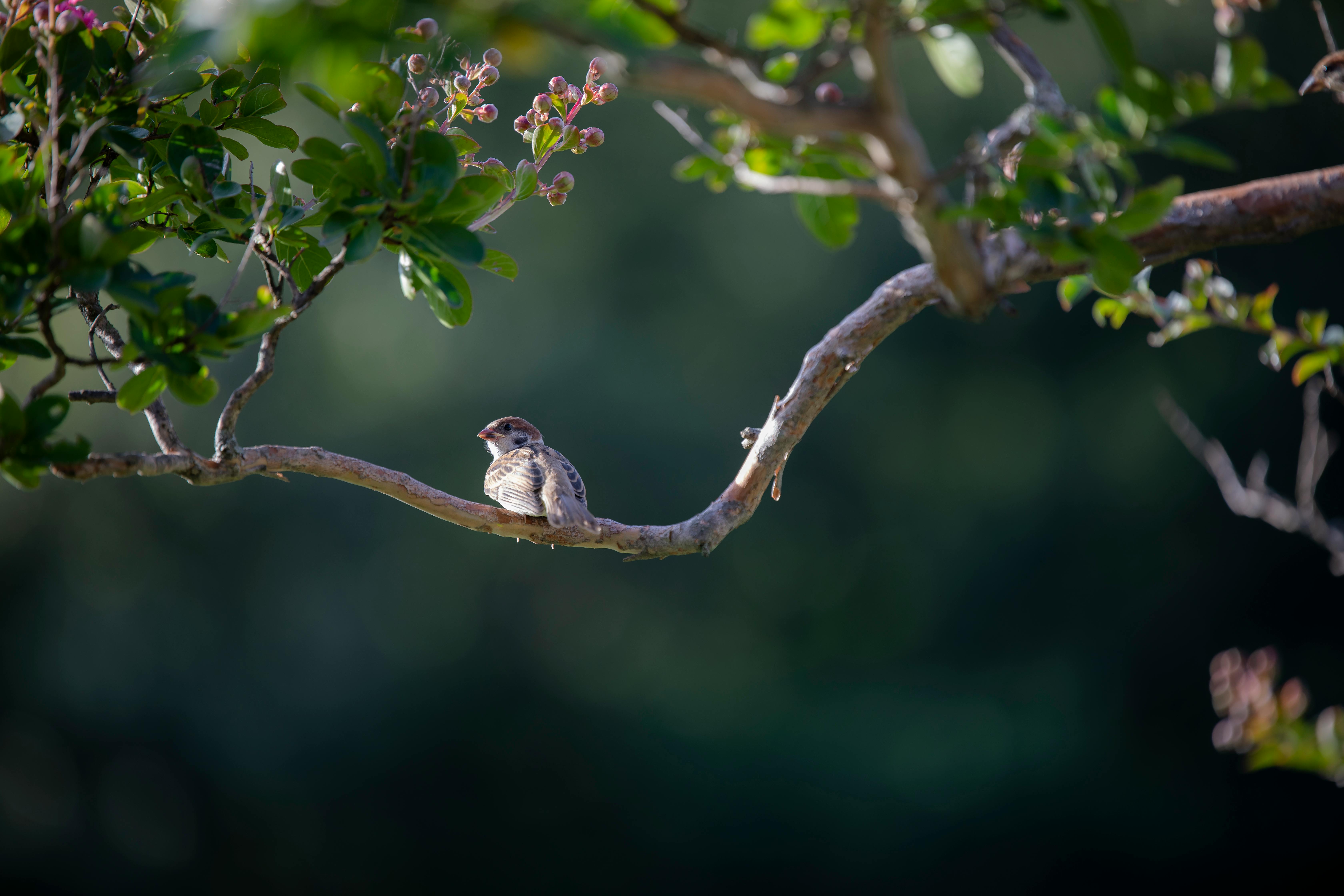 A sparrow resting on a tree branch surrounded by lush, sunlit greenery.