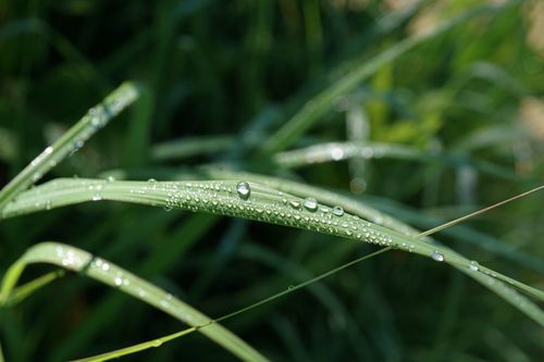 Free Macro shot of dewdrops on grass blades in the early morning, showcasing nature's beauty. Stock Photo