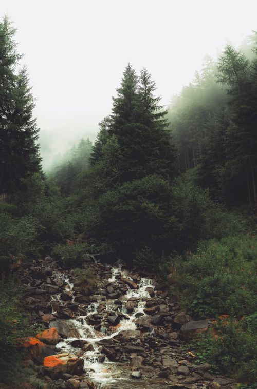 Free Tranquil forest scene with a cascading stream and misty trees, ideal for nature themes. Stock Photo