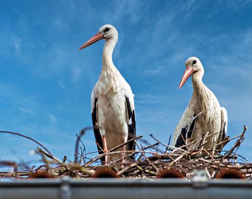 Free Two storks perched on a nest under a clear blue sky, captured in Rehburg-Loccum. Stock Photo