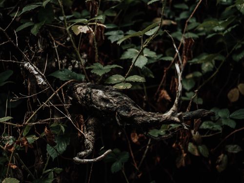 Free Monster Stock Photo