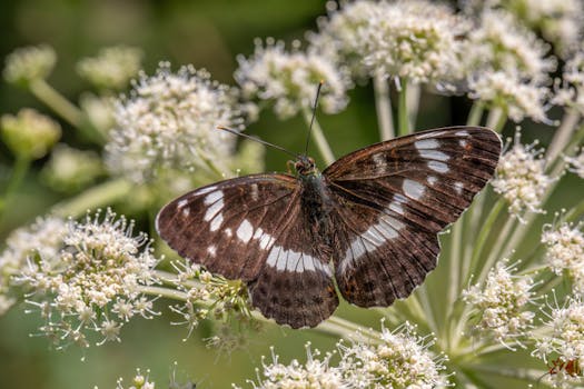 Animal Care Assistant