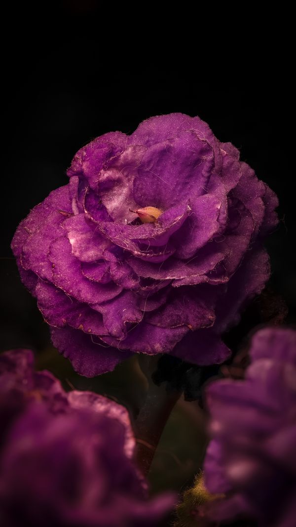 Low-light floral by Silvio Fotografias on Pexels