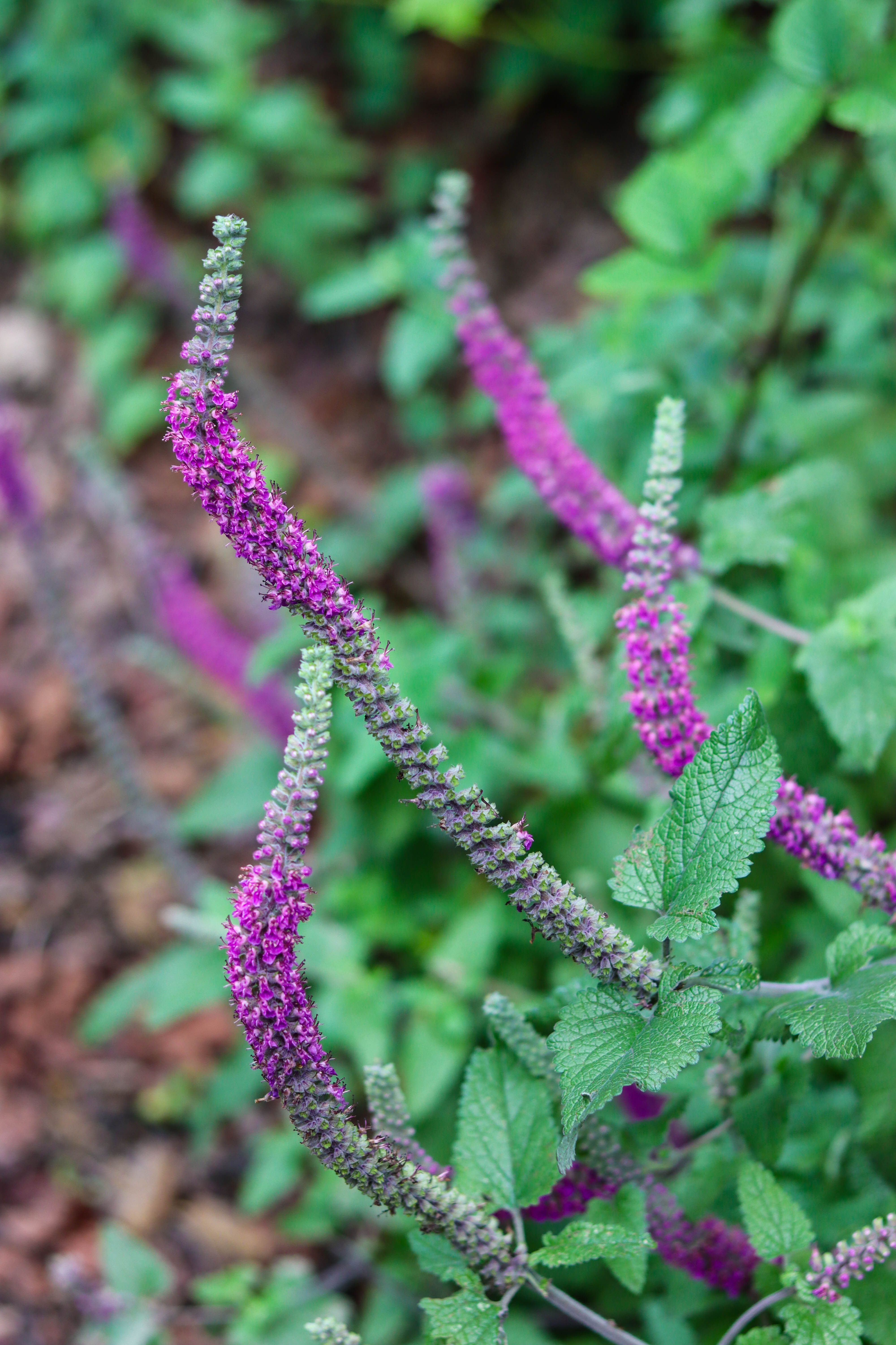 Beautiful purple flower spikes stand out amid lush green foliage in a serene outdoor setting.