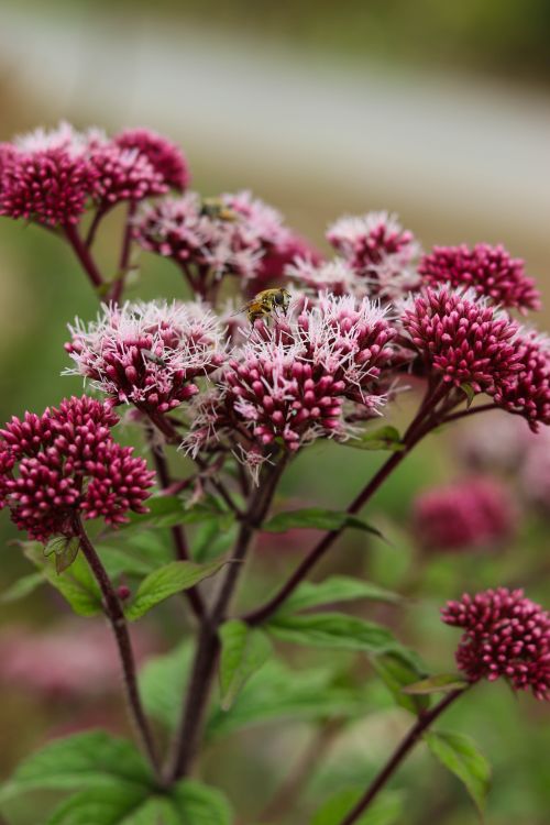 Joe Rye Flowers Vibrant Joe Pye Weed Flowers in Bloom Outdoors · Free Stock Photo