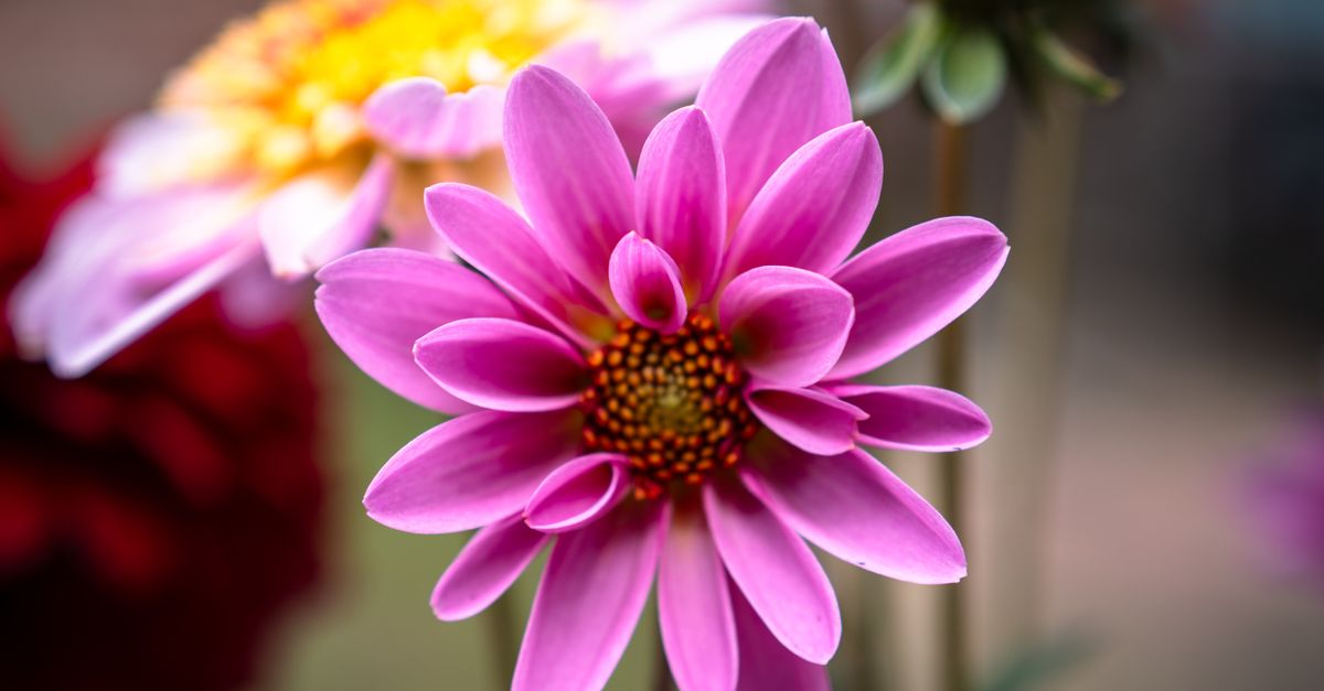 sample-blog-title-placeholder-2