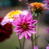 Close-up of a pink chrysanthemum in bloom — Ar kay on Pexels