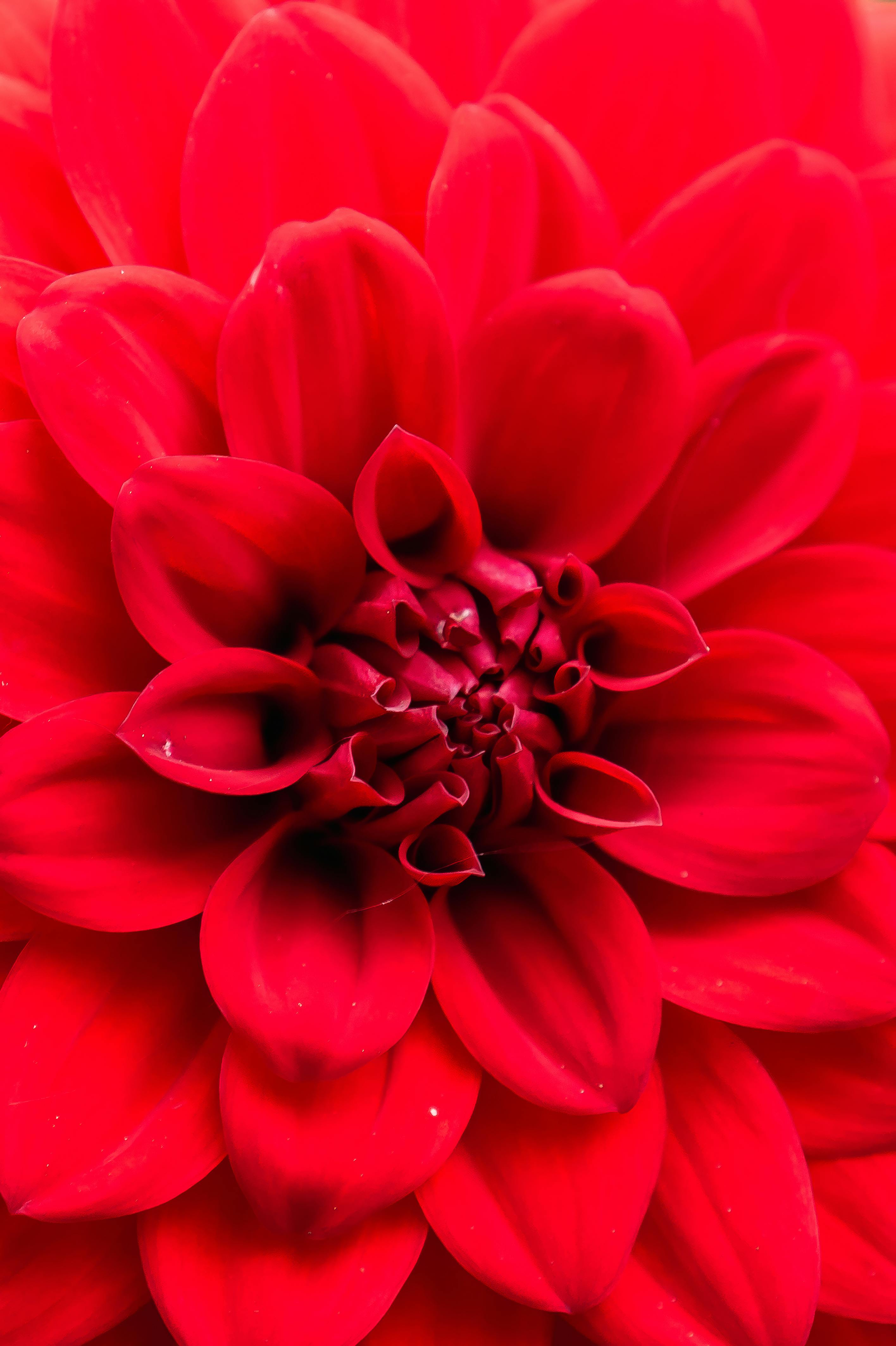 Detailed close-up of a vibrant red dahlia flower in full bloom, showcasing its intricate petals.