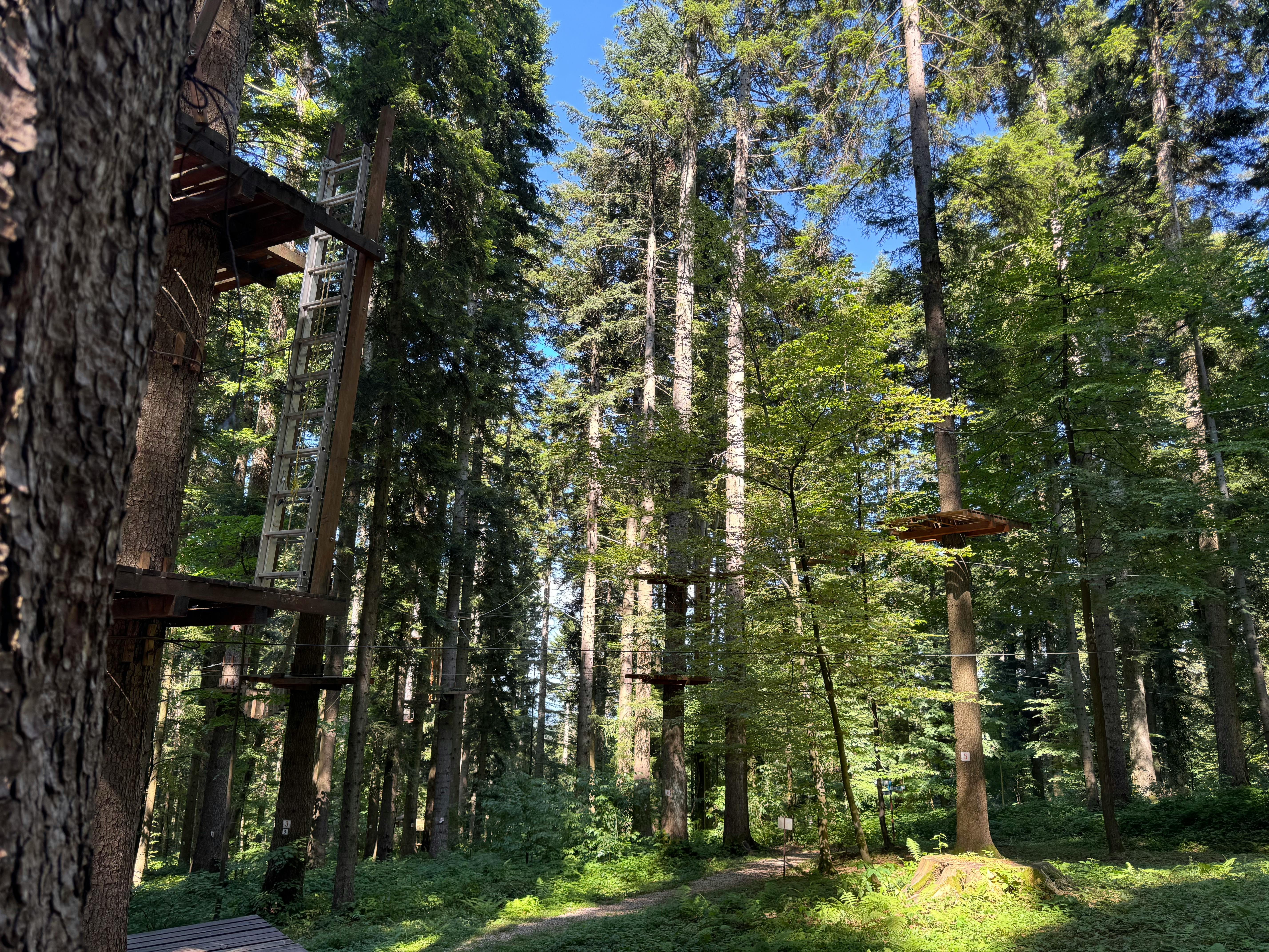 Explore the lush forested canopy adventure park in Croatia, perfect for summer fun.
