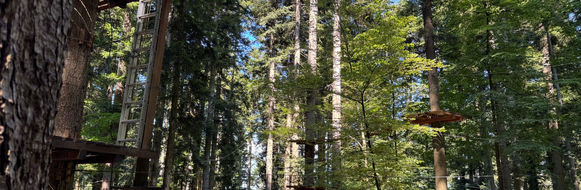 Explore the lush forested canopy adventure park in Croatia, perfect for summer fun.