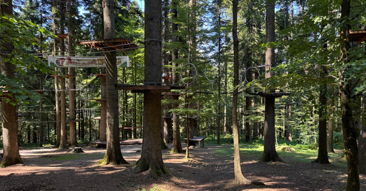 Forest adventure park with ropes and platforms surrounded by tall trees in bright daylight.