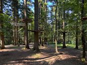 Forest adventure park with ropes and platforms surrounded by tall trees in bright daylight.