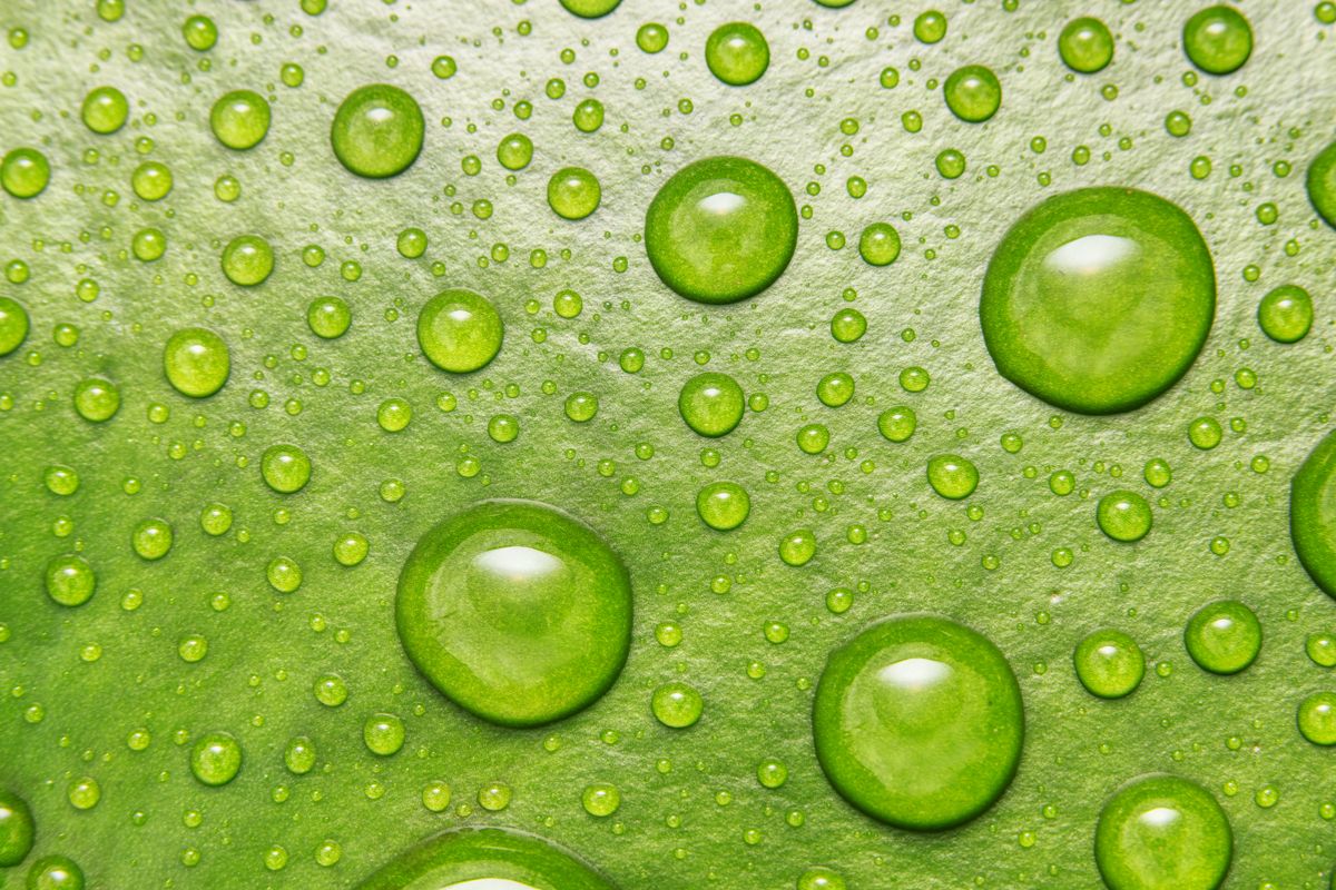 Water droplets beaded on a green leaf — photo by Jason Reid on Pexels
