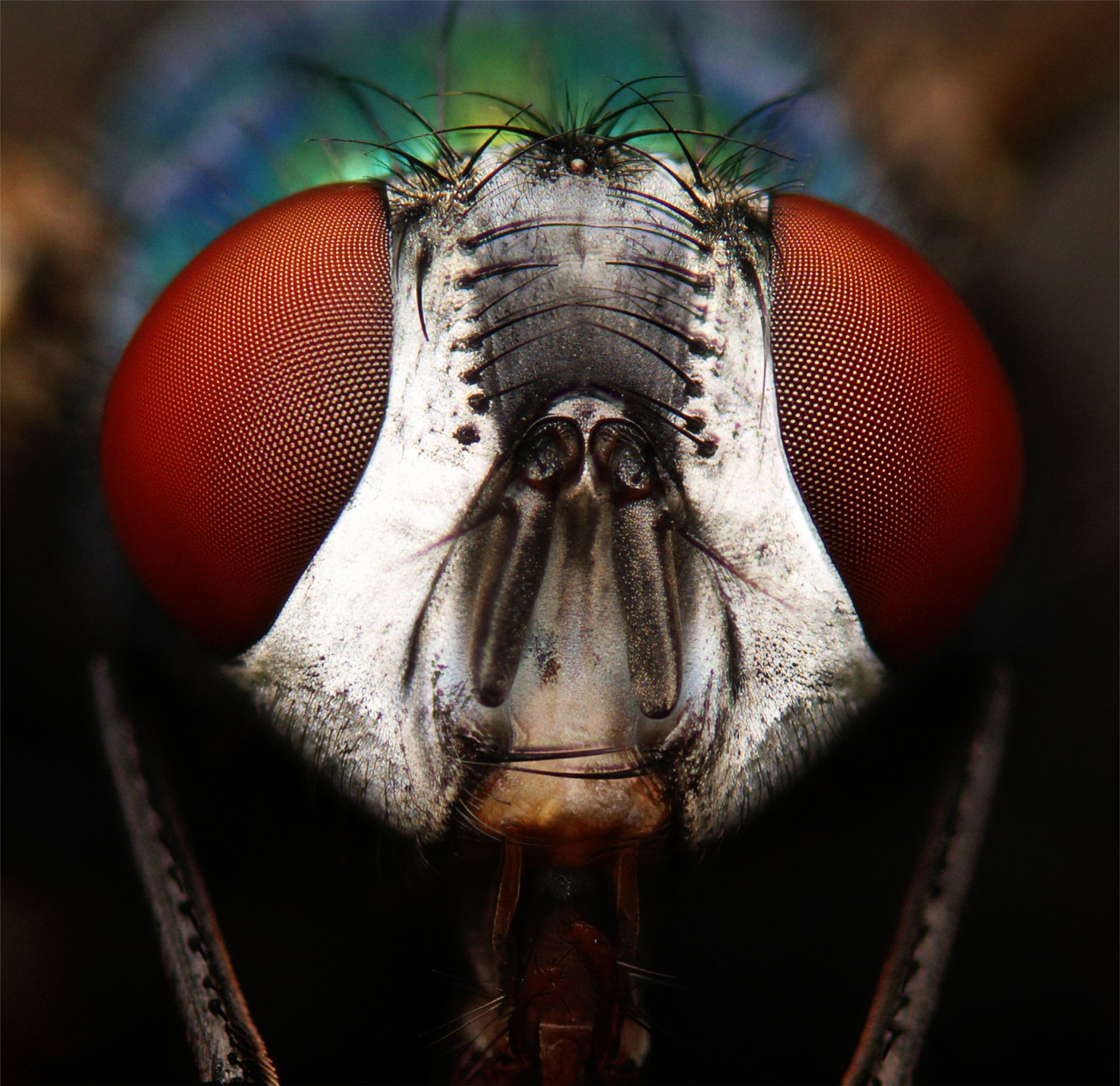 Detailed macro image capturing the intricate red eyes of a housefly, emphasizing texture and color.