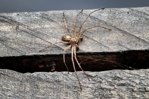 Free Close-up view of a brown spider resting on a weathered wooden surface in natural light. Stock Photo