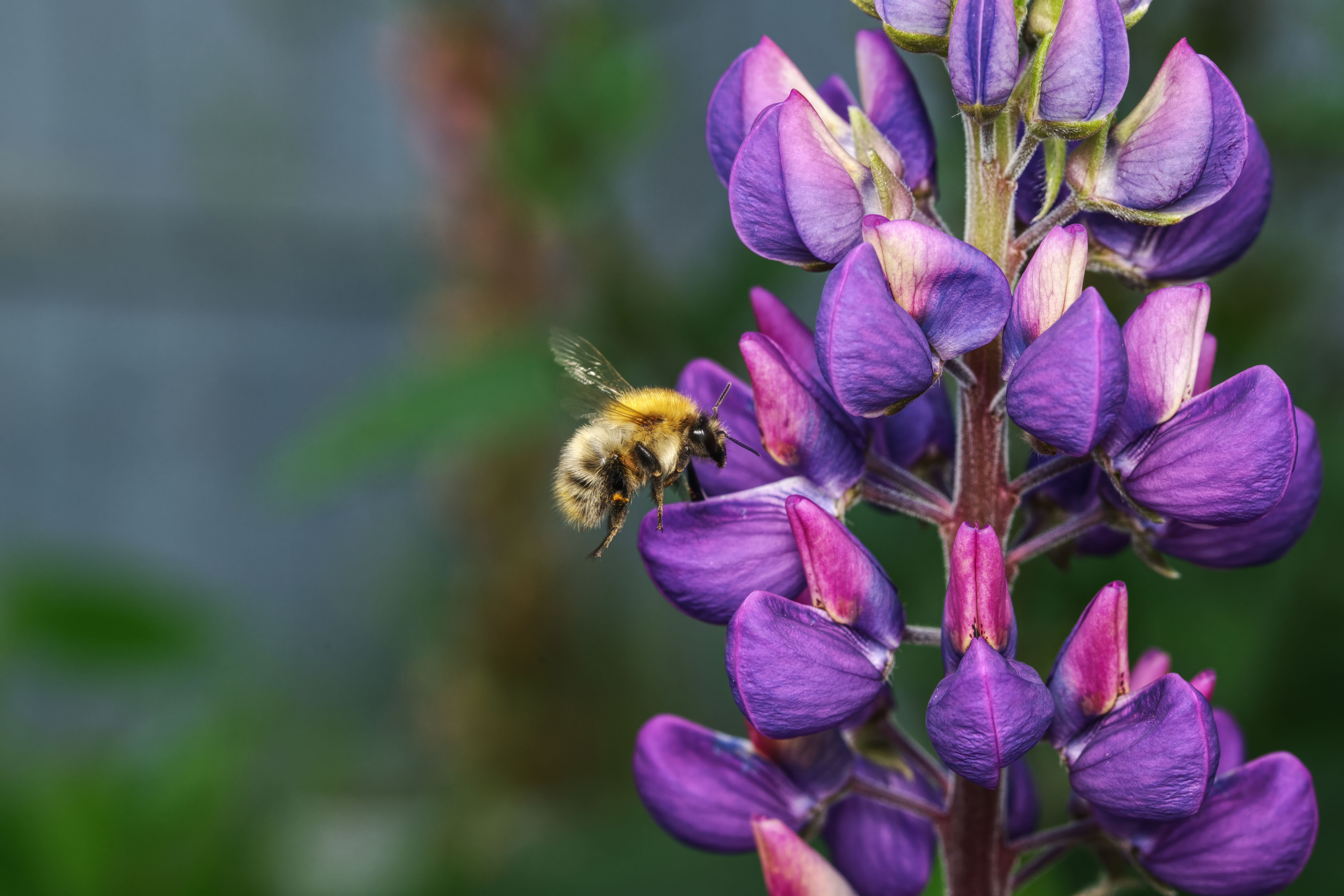 A bumblebee gathers nectar from a vibrant purple lupine flower in a sunny garden.