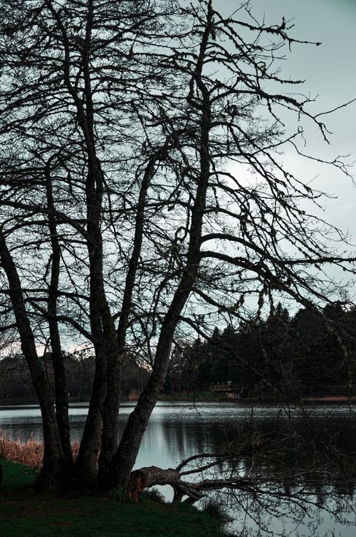 Free Scenic view of a lake framed by a bare tree, perfect for nature themes. Stock Photo