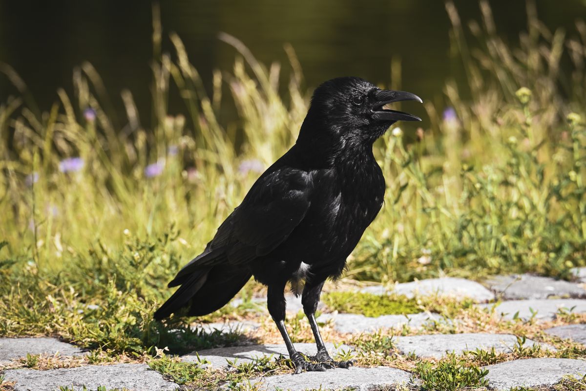 Corneille noire posée sur une branche dans un décor naturel