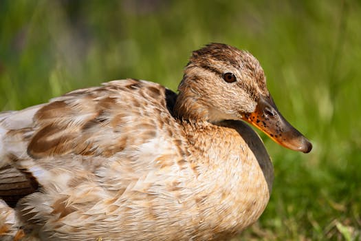 Detailed close-up of a mallard duck resting outdoors on a sunny day.
