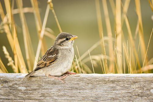 Free A detailed close-up of a sparrow perched on wood with soft blurred natural background. Stock Photo