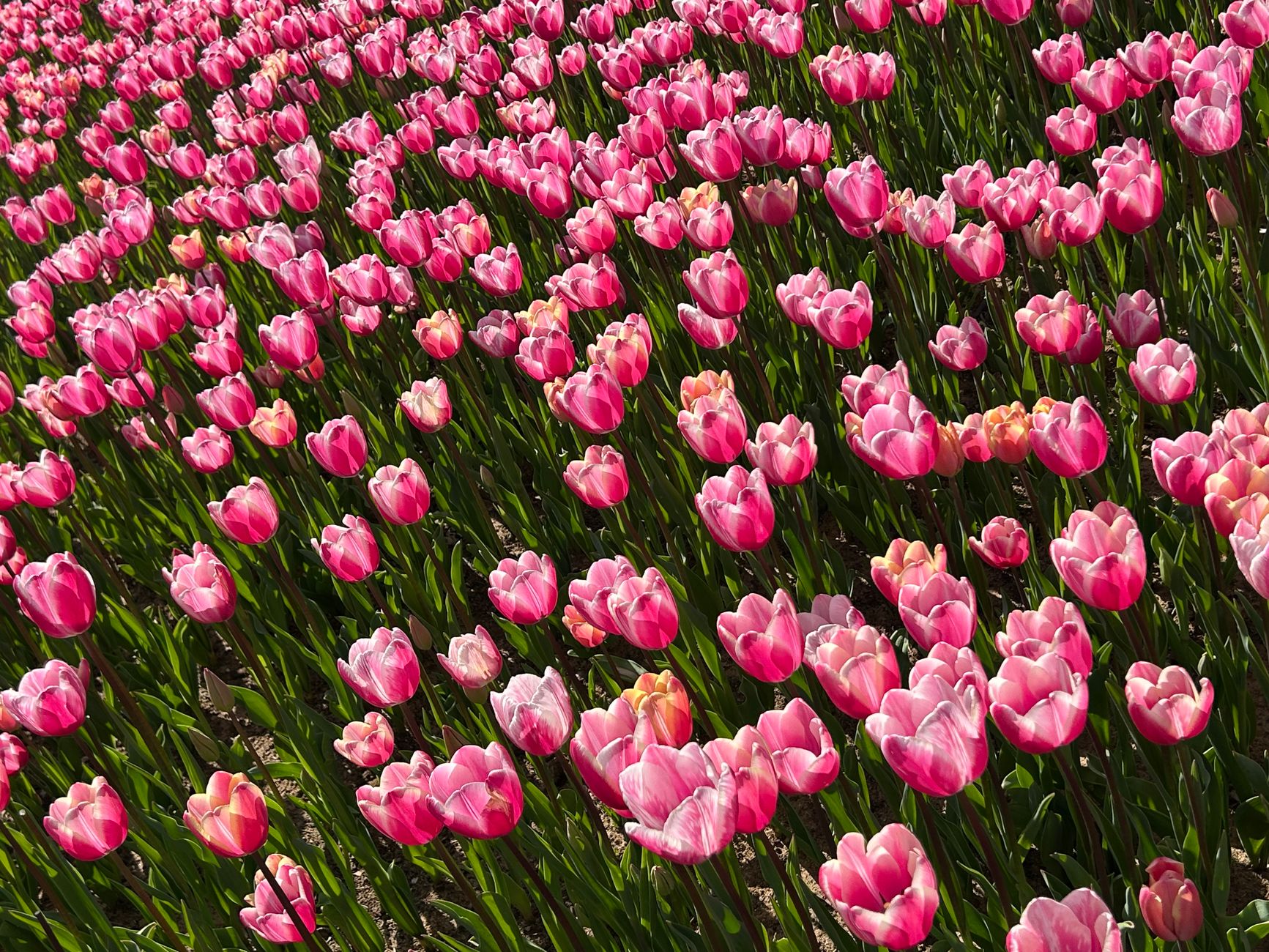 A beautiful field of pink tulips in full bloom during springtime.