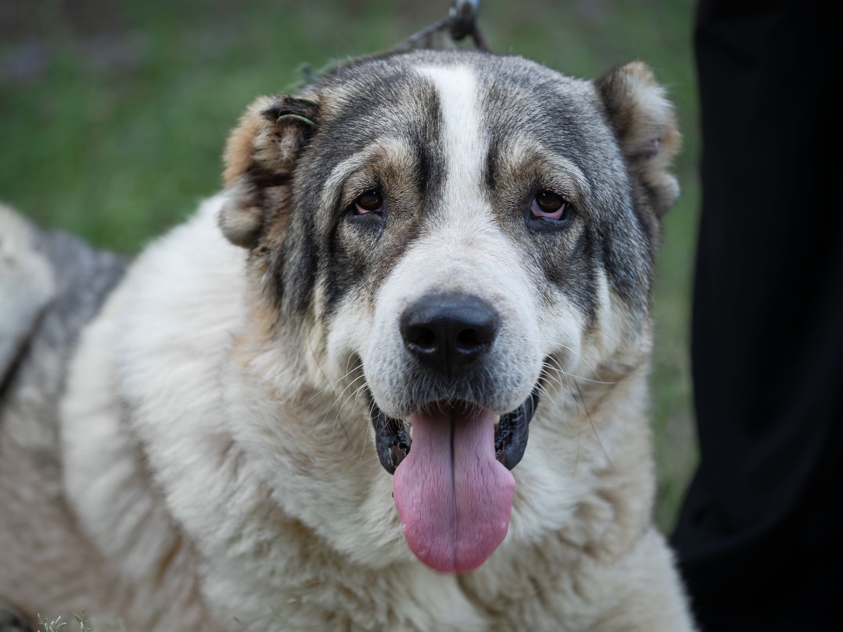 Central Asian Shepherd Dog