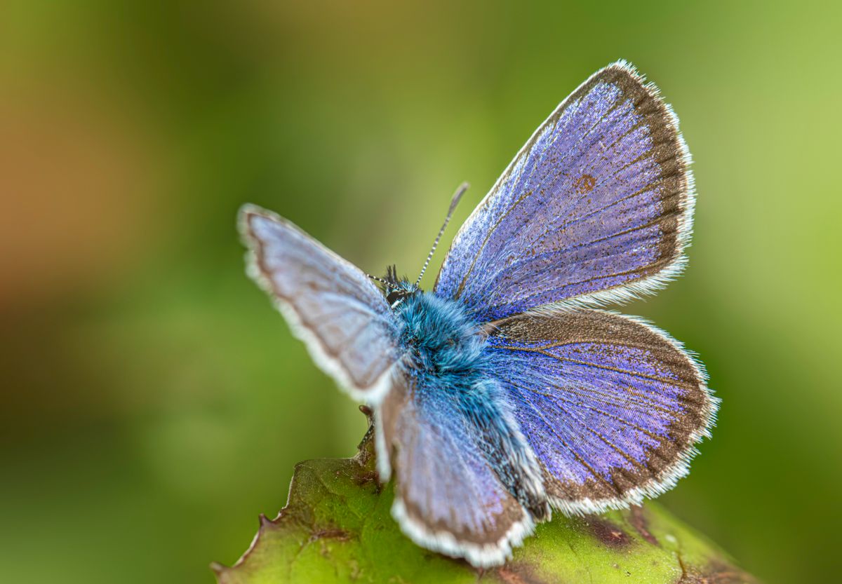 A blue butterfly sitting on a green leaf · Free Stock Photo