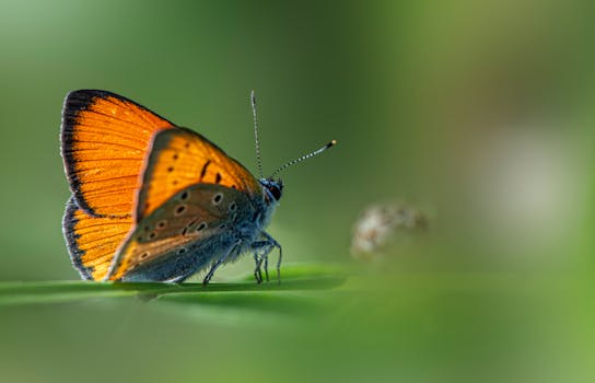 Environmental Consultant